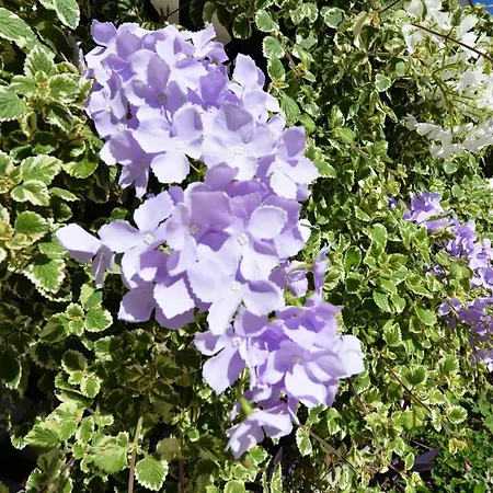 Apartment Lavender Vir