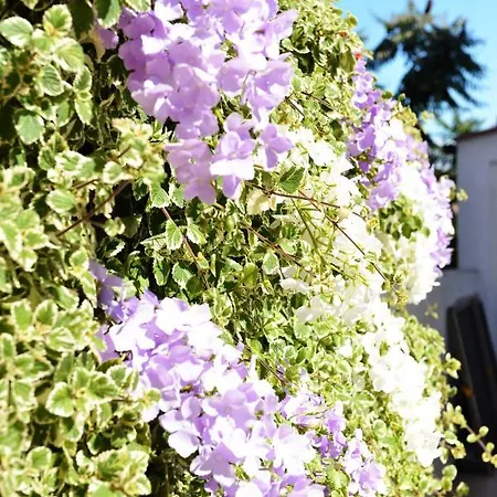 Lavender *
